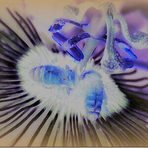 Meet your Posher, Penny